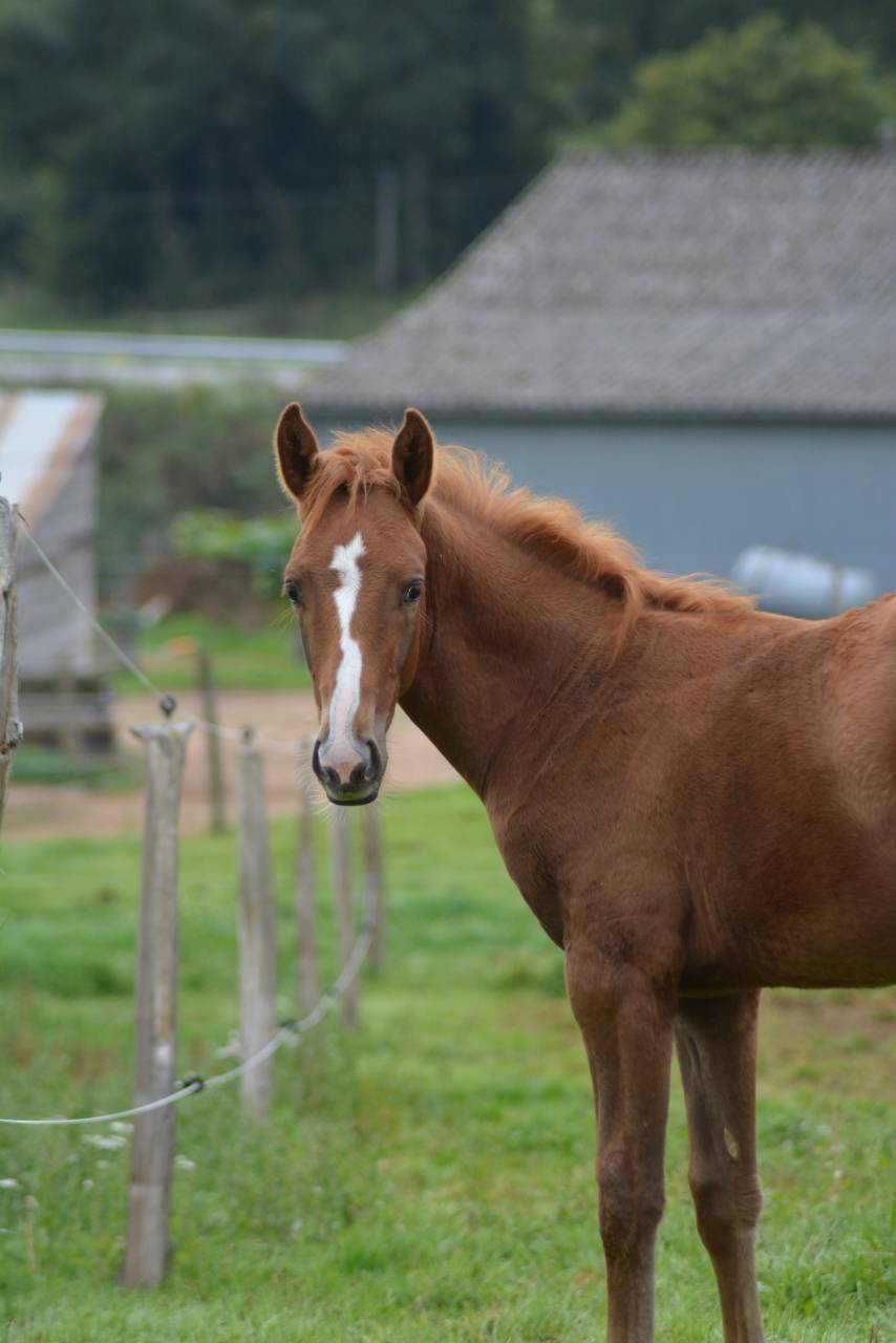 Veulen (ml) Selle Français Te koop 2025 Vos ,  SOLIMAN DE HUS