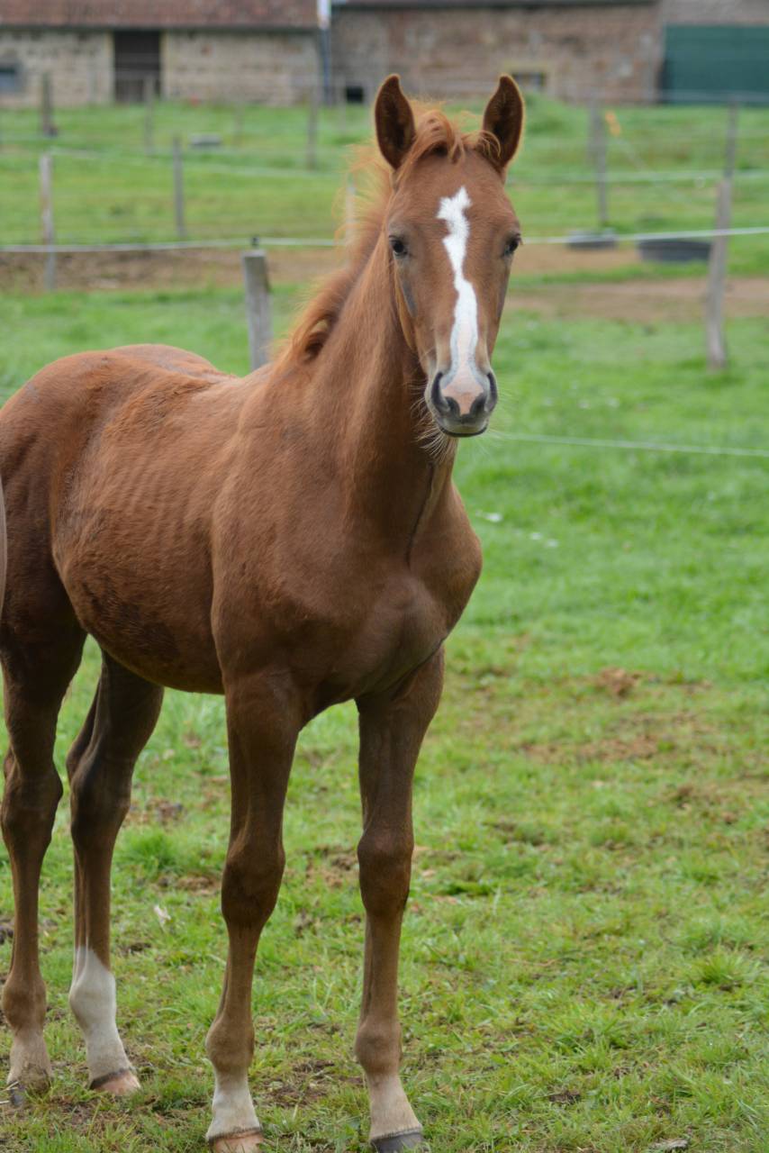 Veulen (ml) Selle Français Te koop 2025 Vos ,  SOLIMAN DE HUS