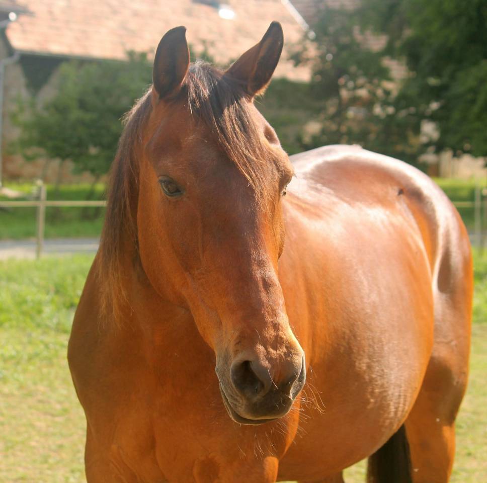 Furioso merrie te koop 