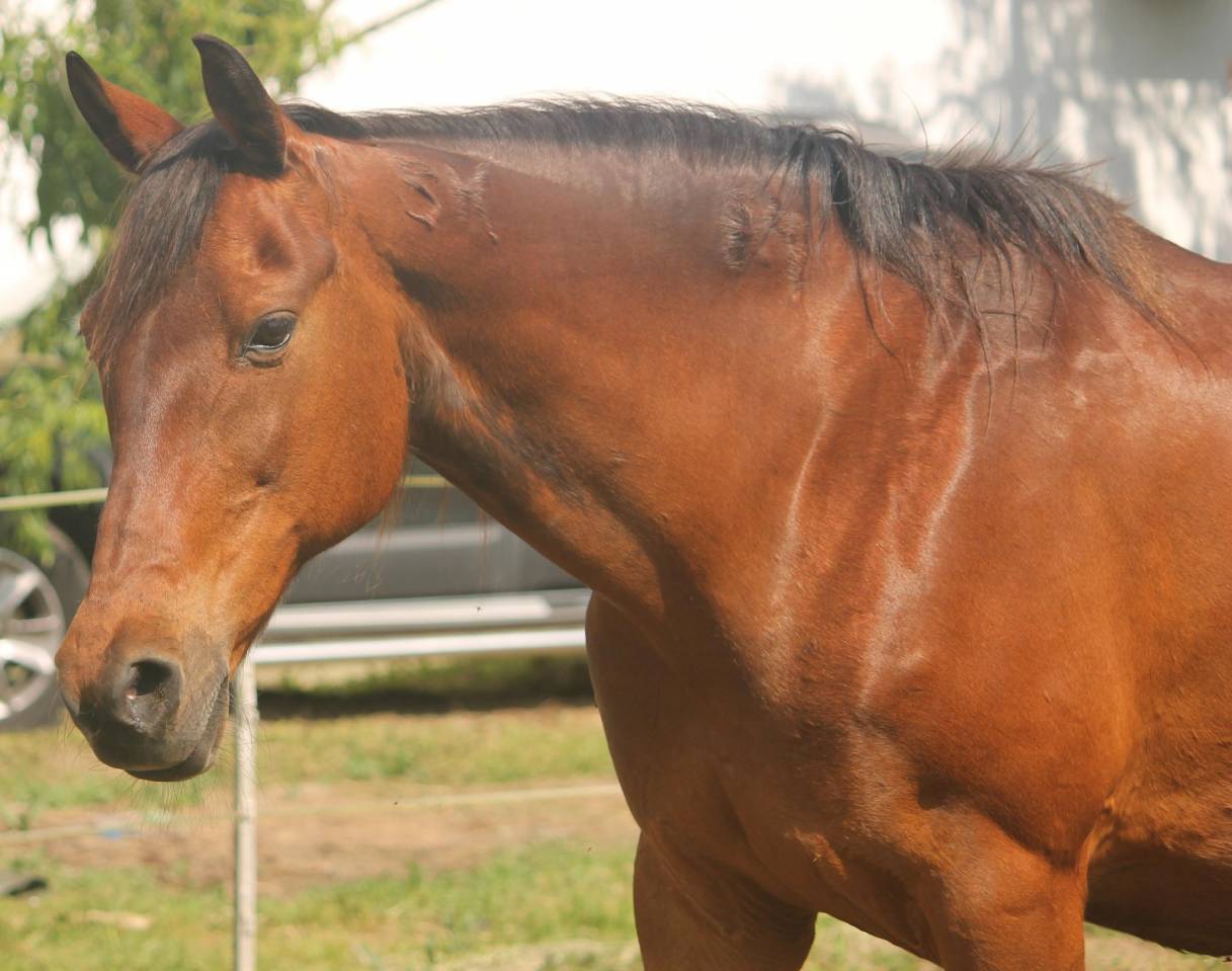 Furioso merrie te koop 