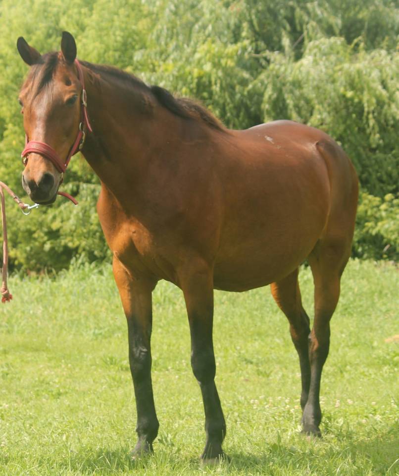 Furioso merrie te koop 