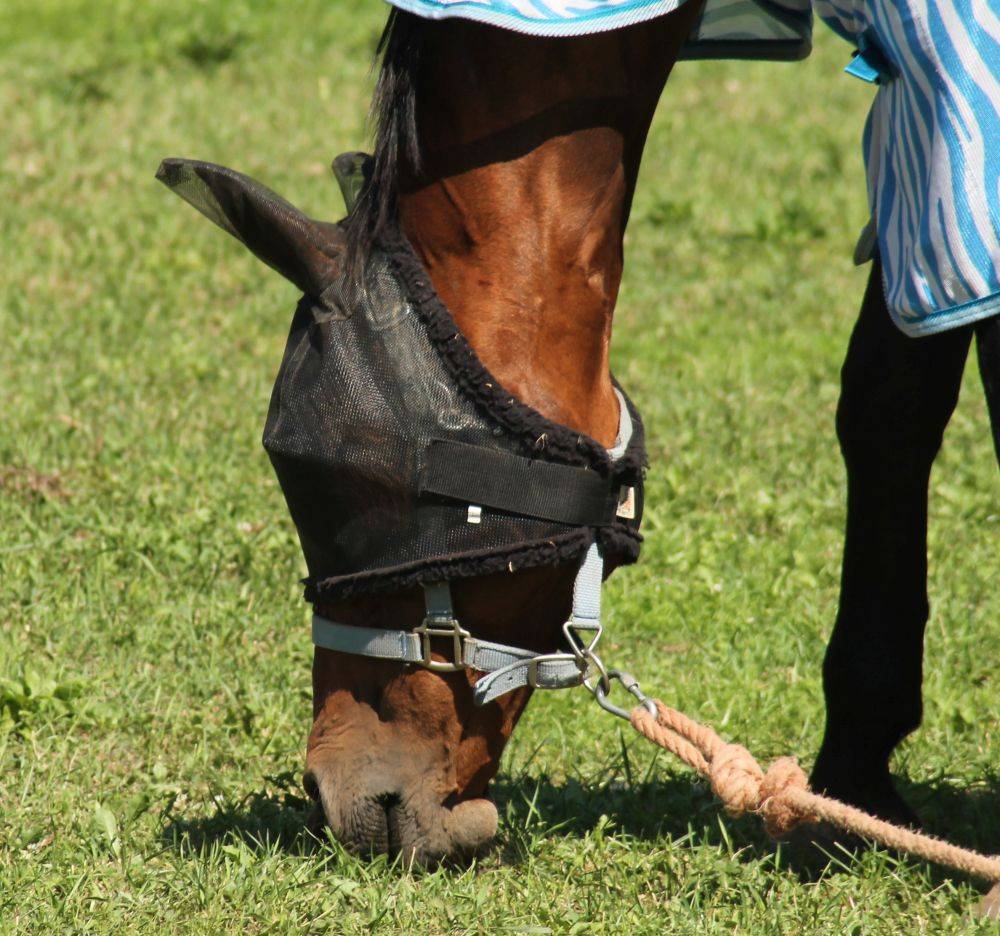 Furioso merrie te koop 