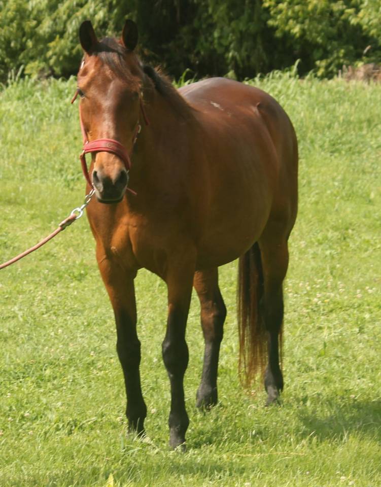 Furioso merrie te koop 