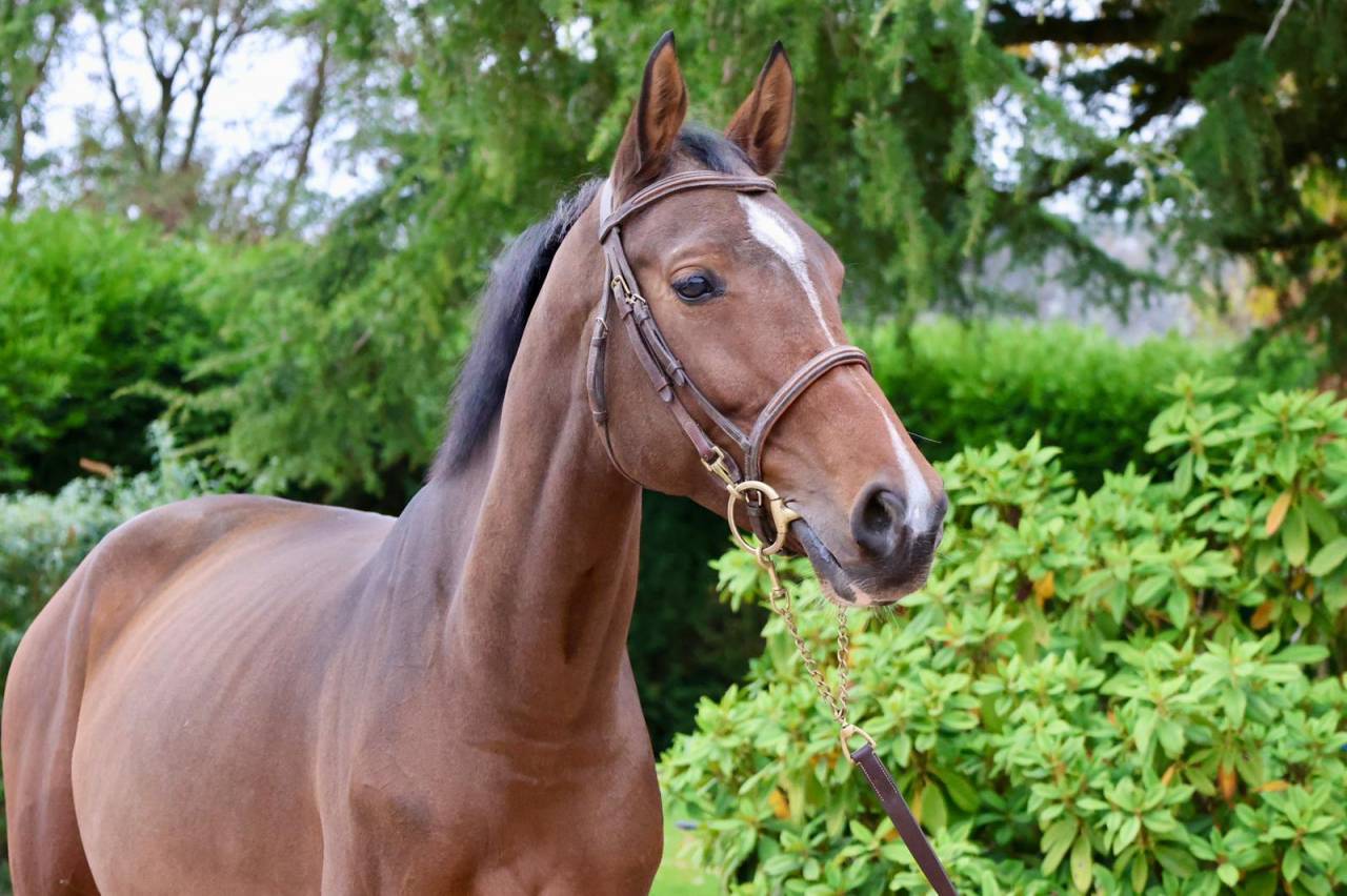 Merrie KWPN Nederlands sportpaard Te koop 2016 Donker bruin / bai ,  Arezzo VDL