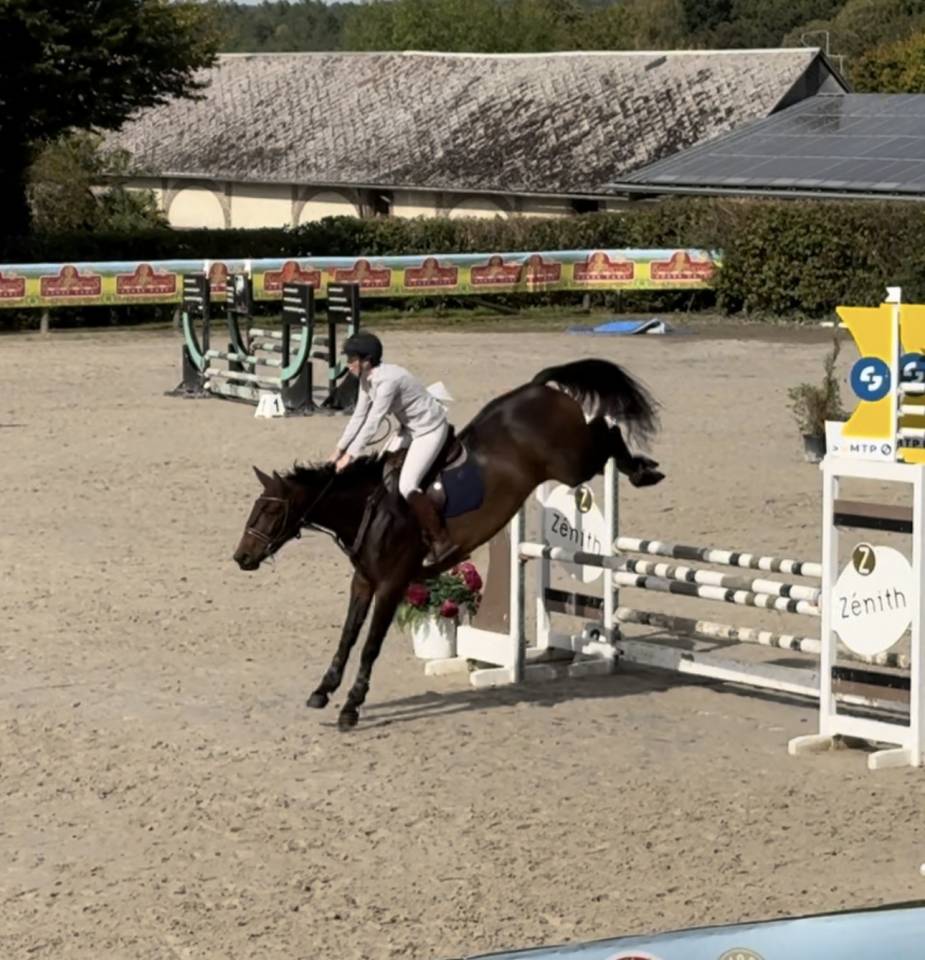 Merrie Selle Français Te koop 2019 Donker bruin / bai ,  BALOU STAR