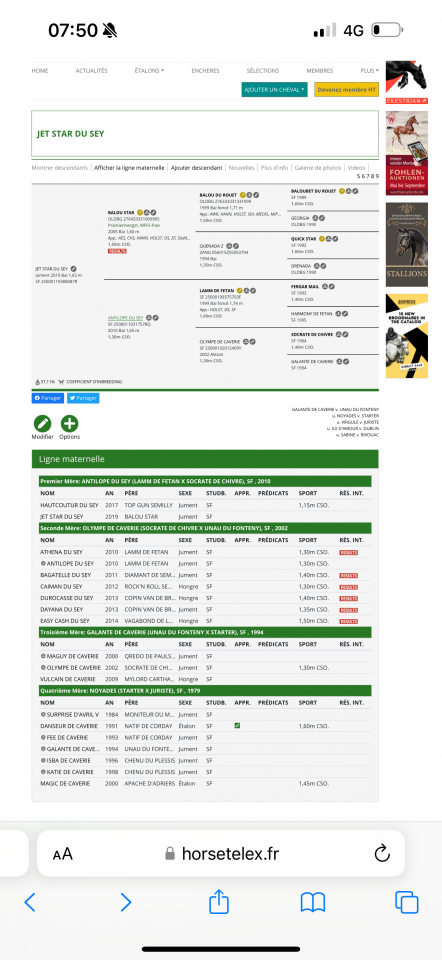 Merrie Selle Français Te koop 2019 Donker bruin / bai ,  BALOU STAR