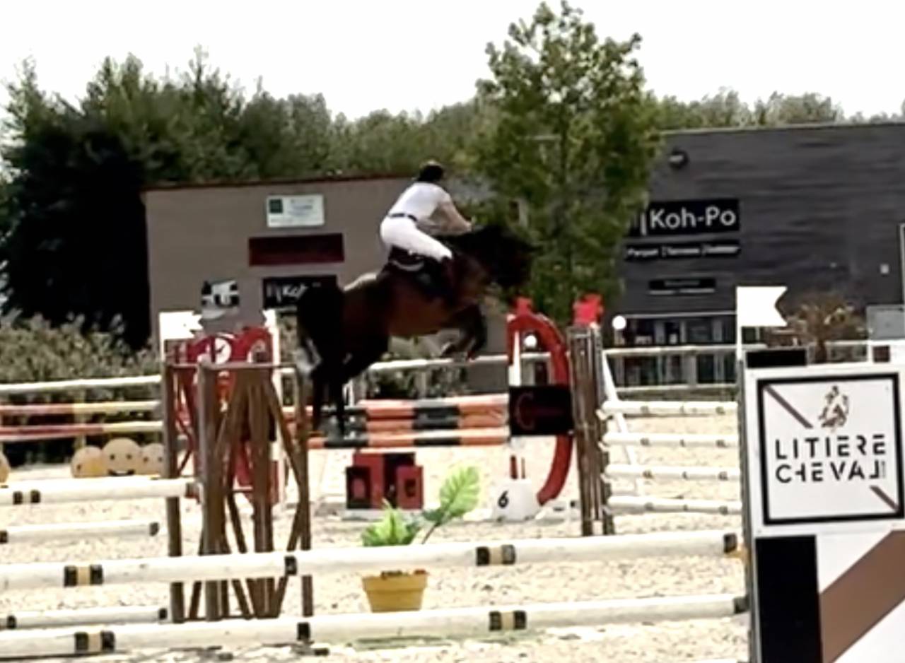 Merrie Selle Français Te koop 2019 Donker bruin / bai ,  BALOU STAR