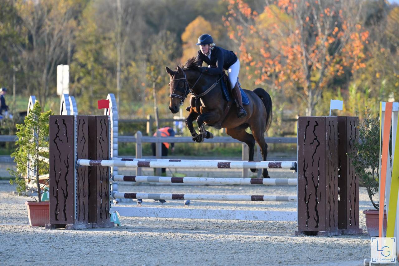 Merrie Selle Français Te koop 2019 Donker bruin / bai ,  BALOU STAR