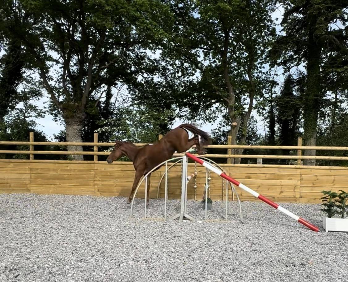 Merrie Selle Français Te koop 2022 Vos ,  I Am Semilly