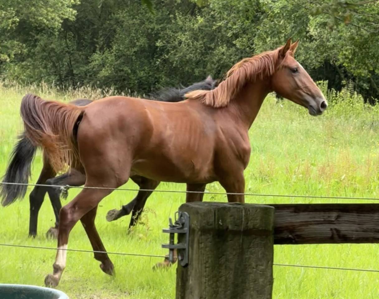 Merrie Selle Français Te koop 2022 Vos ,  I Am Semilly