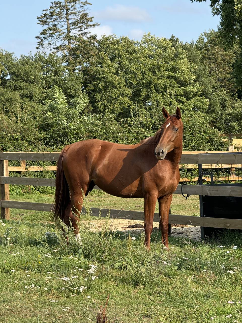 Merrie Selle Français Te koop 2022 Vos ,  I Am Semilly