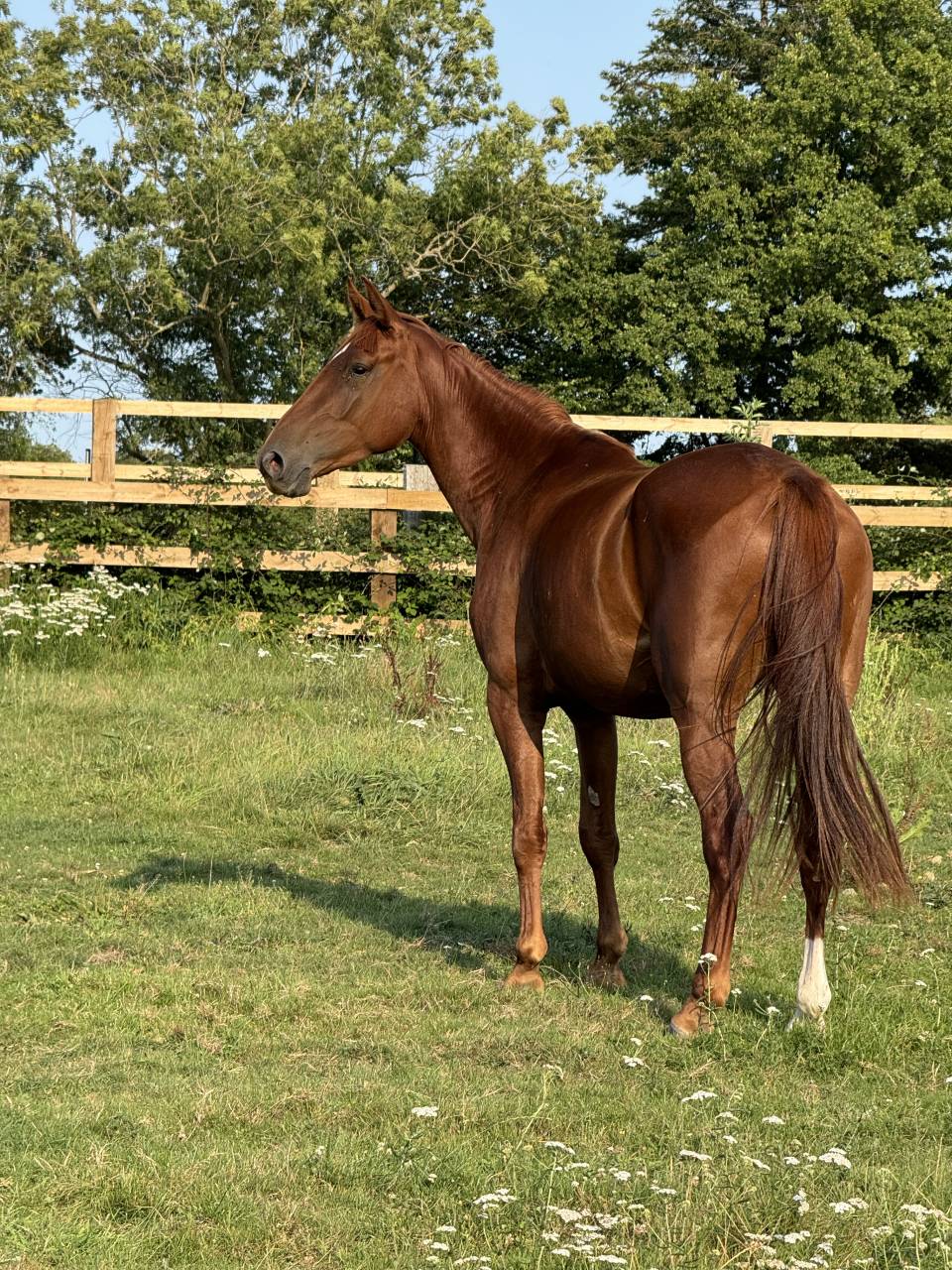 Merrie Selle Français Te koop 2022 Vos ,  I Am Semilly