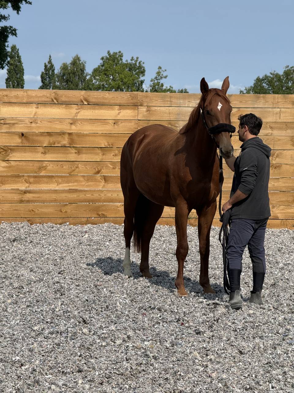 Merrie Selle Français Te koop 2022 Vos ,  I Am Semilly