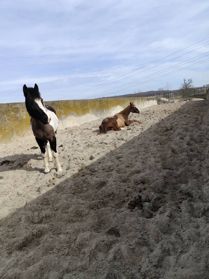 Eigenaren stal Huur Nord