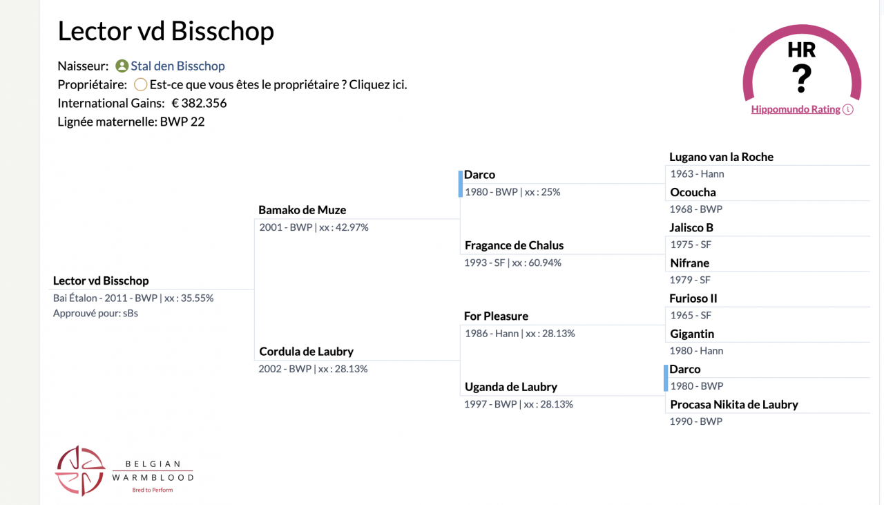 Merrie BWP Belgisch volbloed Te koop 2009 Donker bruin / bai ,  QUALITY