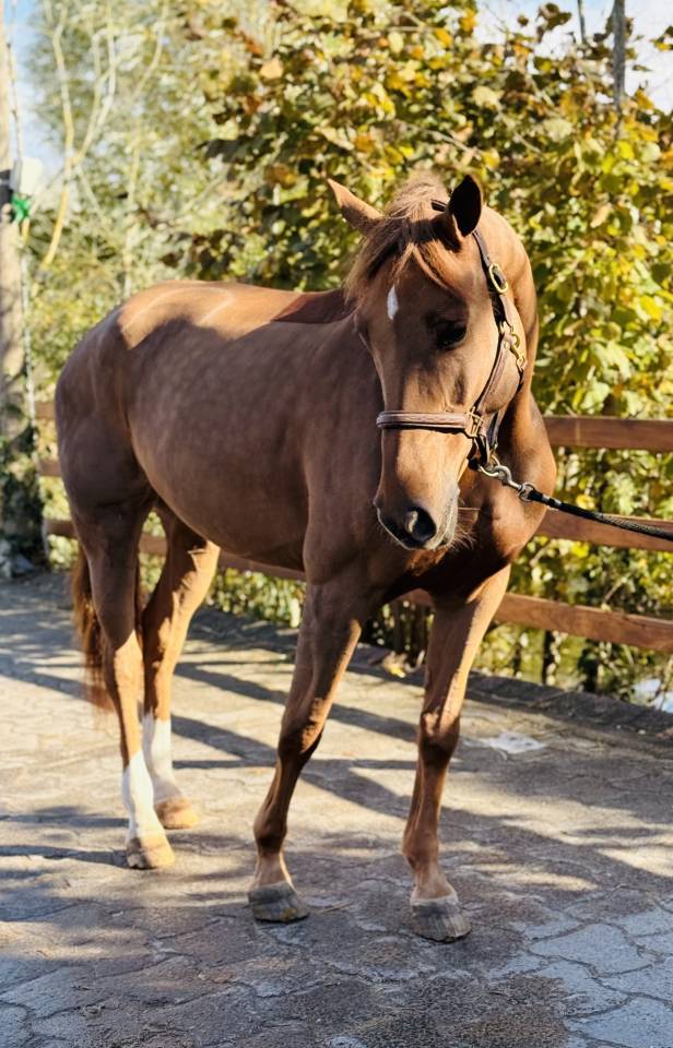 Merrie Selle Français Te koop 2020 Koffie vos ,  ALL STAR 5