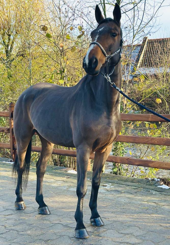 Merrie BWP Belgisch volbloed Te koop 2013 Donker bruin / bai ,  Galisco van paemel 