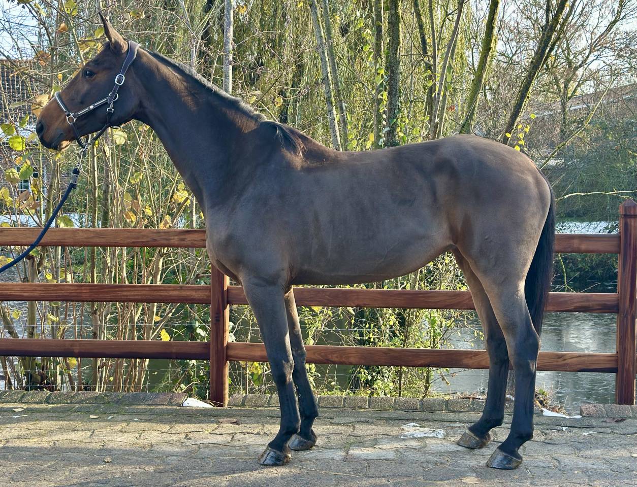 Merrie BWP Belgisch volbloed Te koop 2013 Donker bruin / bai ,  Galisco van paemel 