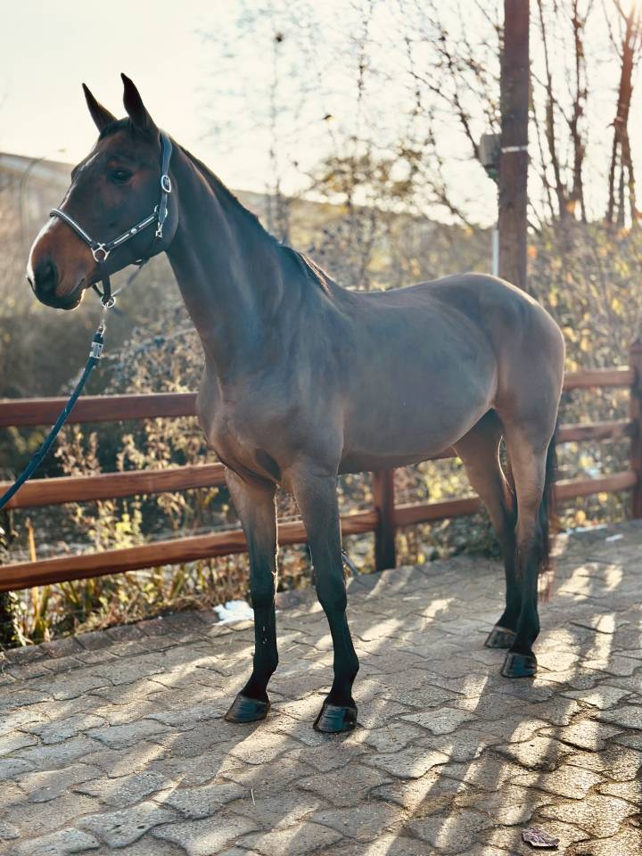 Merrie BWP Belgisch volbloed Te koop 2013 Donker bruin / bai ,  Galisco van paemel 