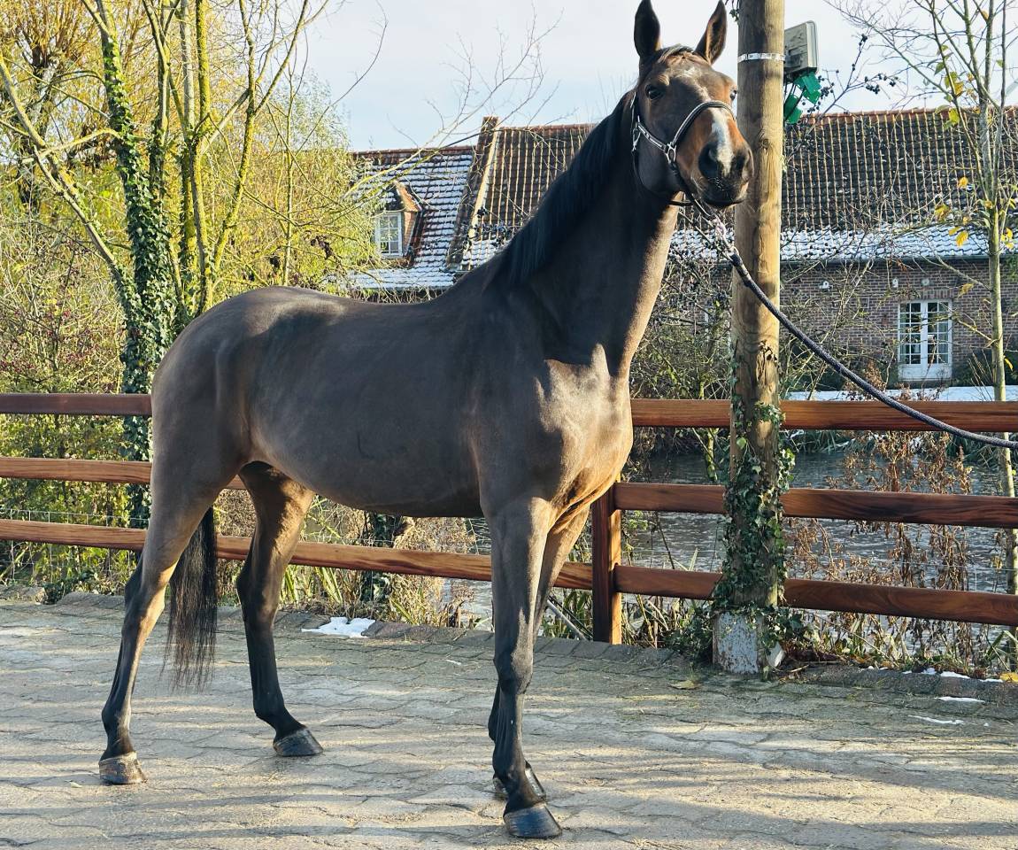 Merrie BWP Belgisch volbloed Te koop 2013 Donker bruin / bai ,  Galisco van paemel 