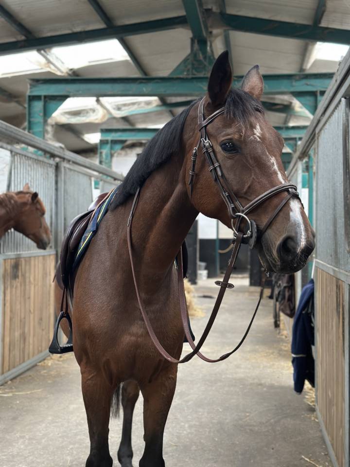 Merrie BWP Belgisch volbloed Te koop 2013 Donker bruin / bai ,  Galisco van paemel 
