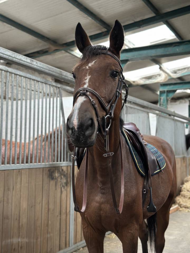 Merrie BWP Belgisch volbloed Te koop 2013 Donker bruin / bai ,  Galisco van paemel 