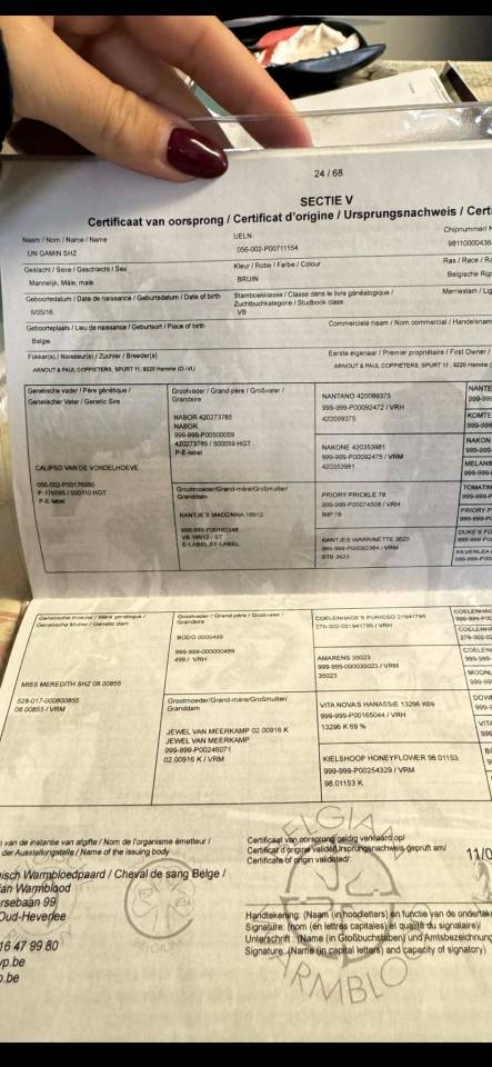 Merrie BWP Belgisch volbloed Te koop 2016 Donker bruin / bai