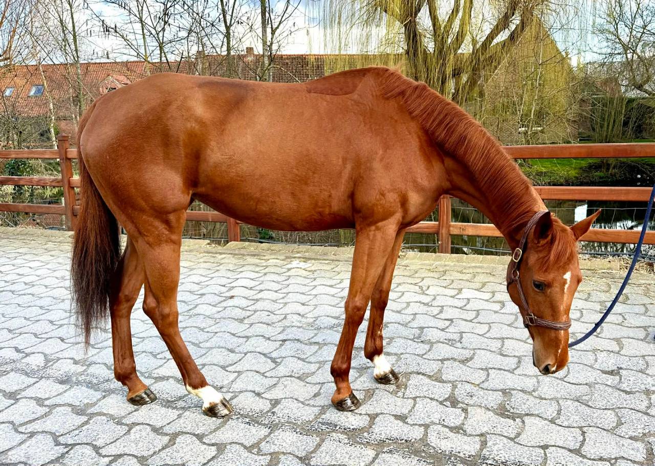 Merrie Paint Horse Te koop 2022 Vos