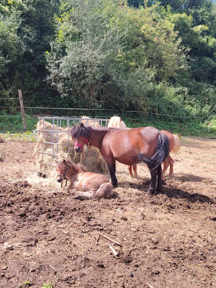 Draagmerrie Ras onbekend Te koop 2013 Bruin / Bai