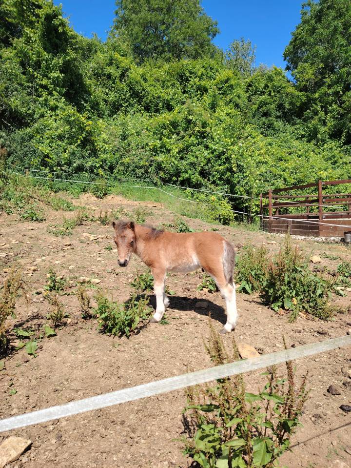 Draagmerrie Ras onbekend Te koop 2013 Bruin / Bai