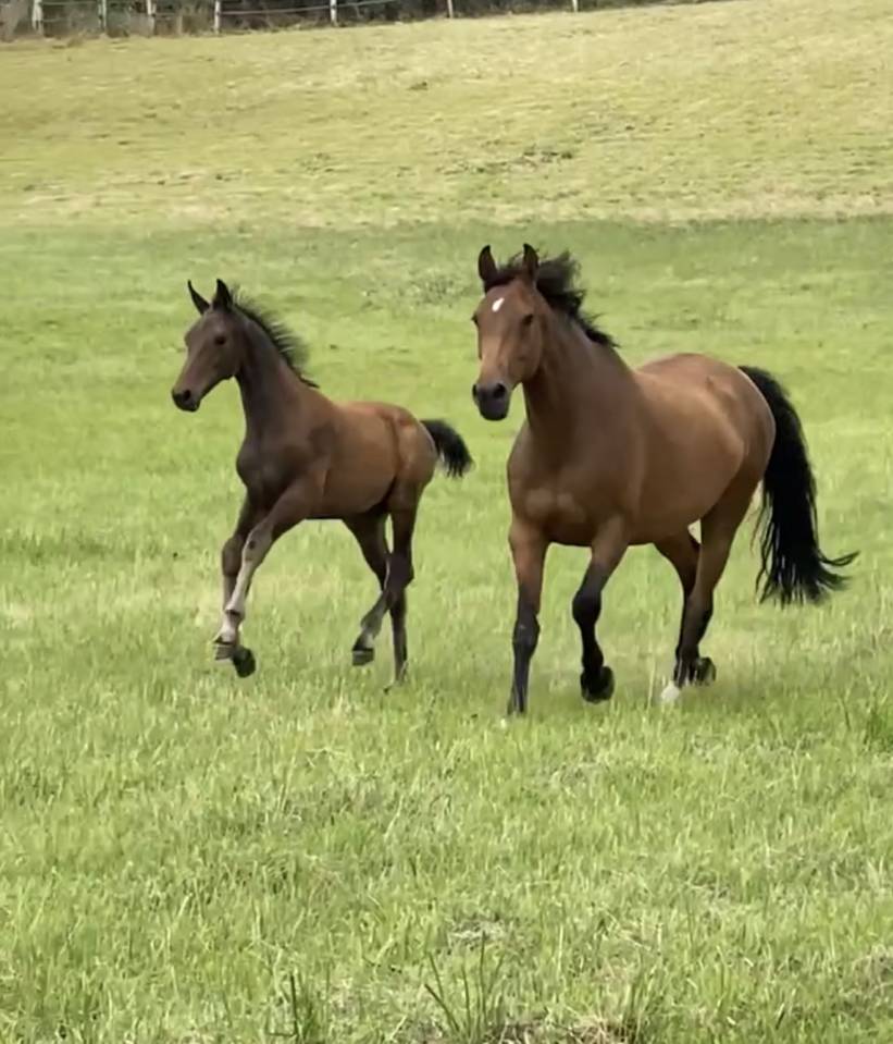 Ruin Selle Français Te koop 2021 Donker bruin / bai ,  FURSTENBALL