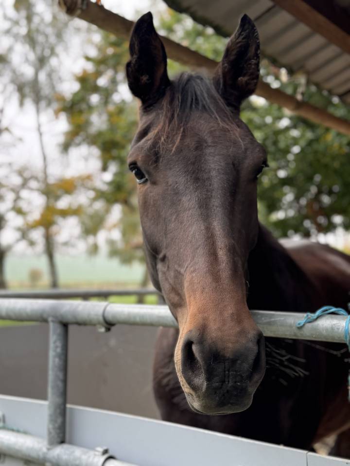 Ruin Selle Français Te koop 2021 Donker bruin / bai ,  FURSTENBALL