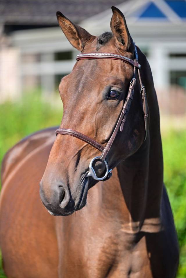 Ruin Iers sportpaard Te koop 2020 Donker bruin / bai ,  WINTSENT V