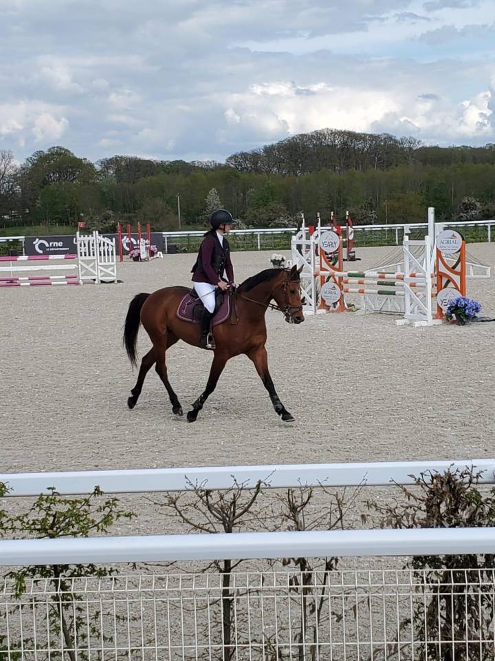 Merrie Selle Français Te koop 2019 Donker bruin / bai ,  Bandro Boy