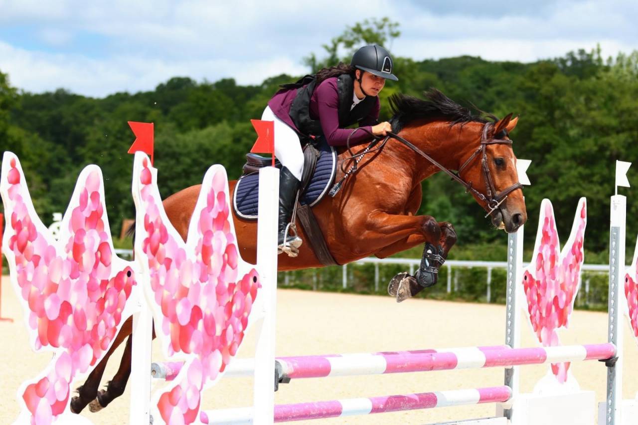 Merrie Selle Français Te koop 2019 Donker bruin / bai ,  Bandro Boy