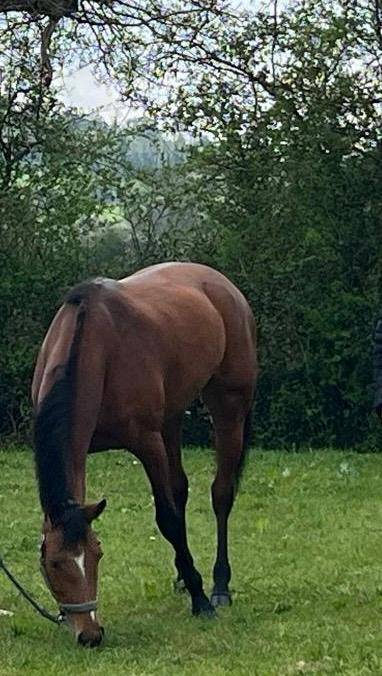 Merrie Selle Français Te koop 2019 Donker bruin / bai ,  Bandro Boy