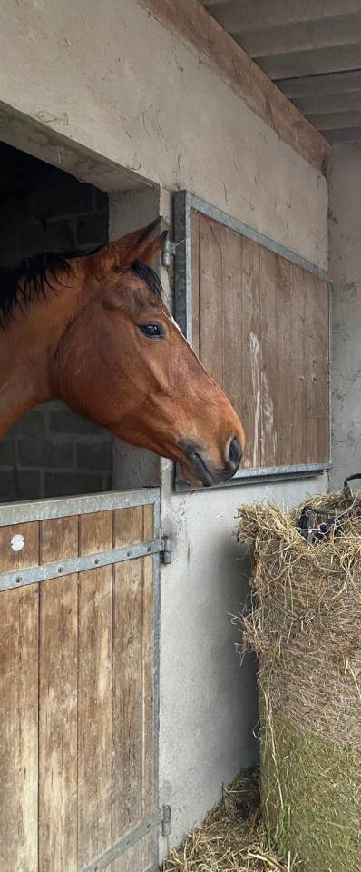 Merrie Selle Français Te koop 2019 Donker bruin / bai ,  Bandro Boy