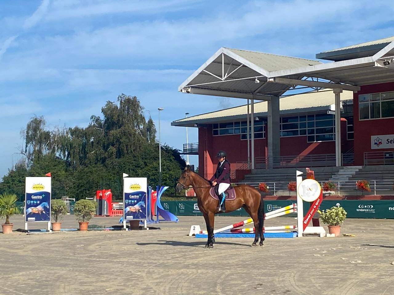 Merrie Selle Français Te koop 2019 Donker bruin / bai ,  Bandro Boy