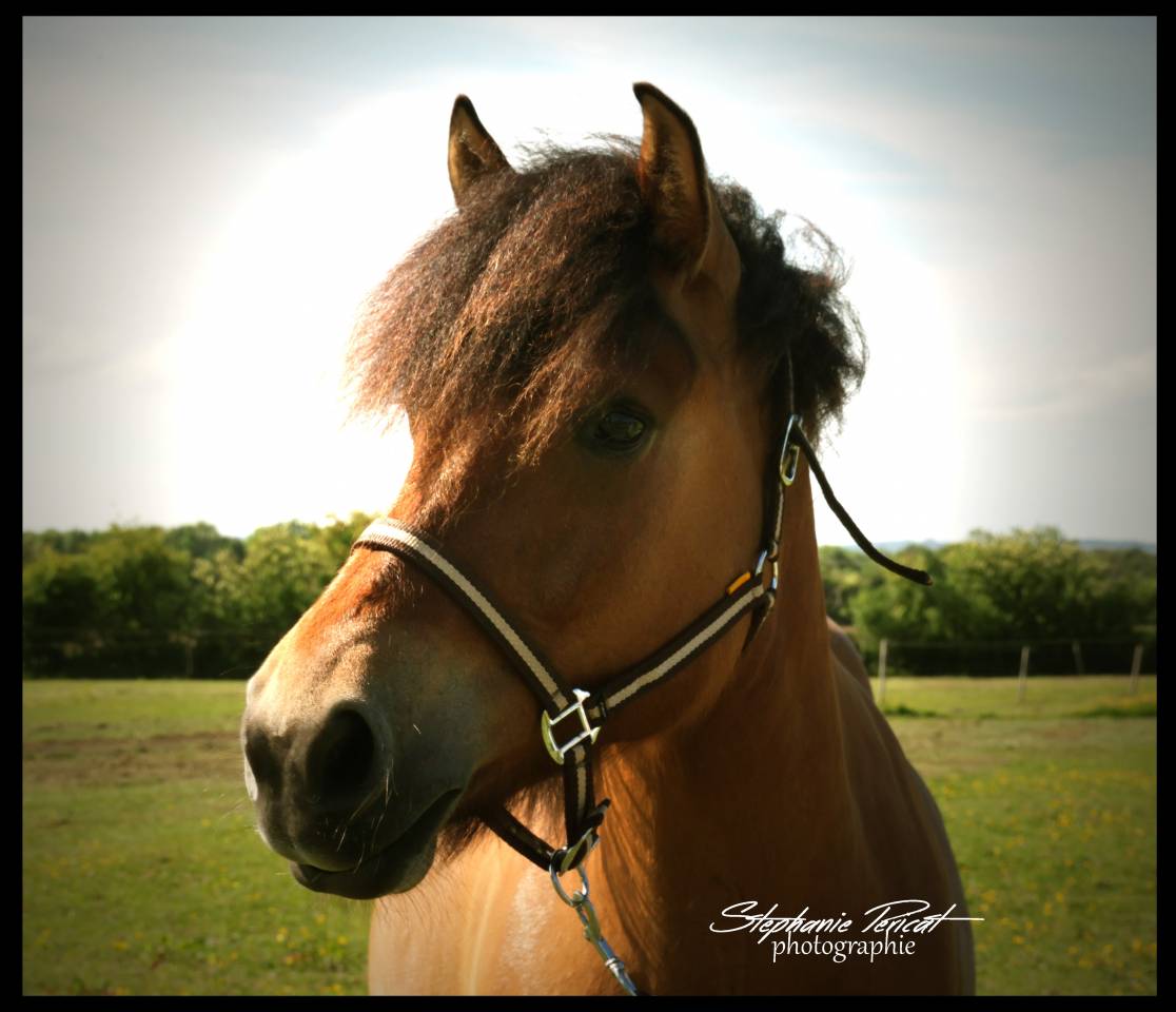 Ruin Ras onbekend Te koop 2020 Isabel