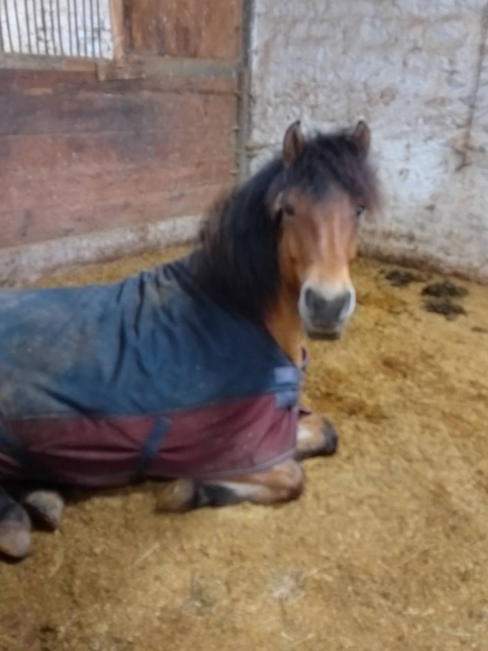 Ruin Ras onbekend Te koop 2020 Isabel