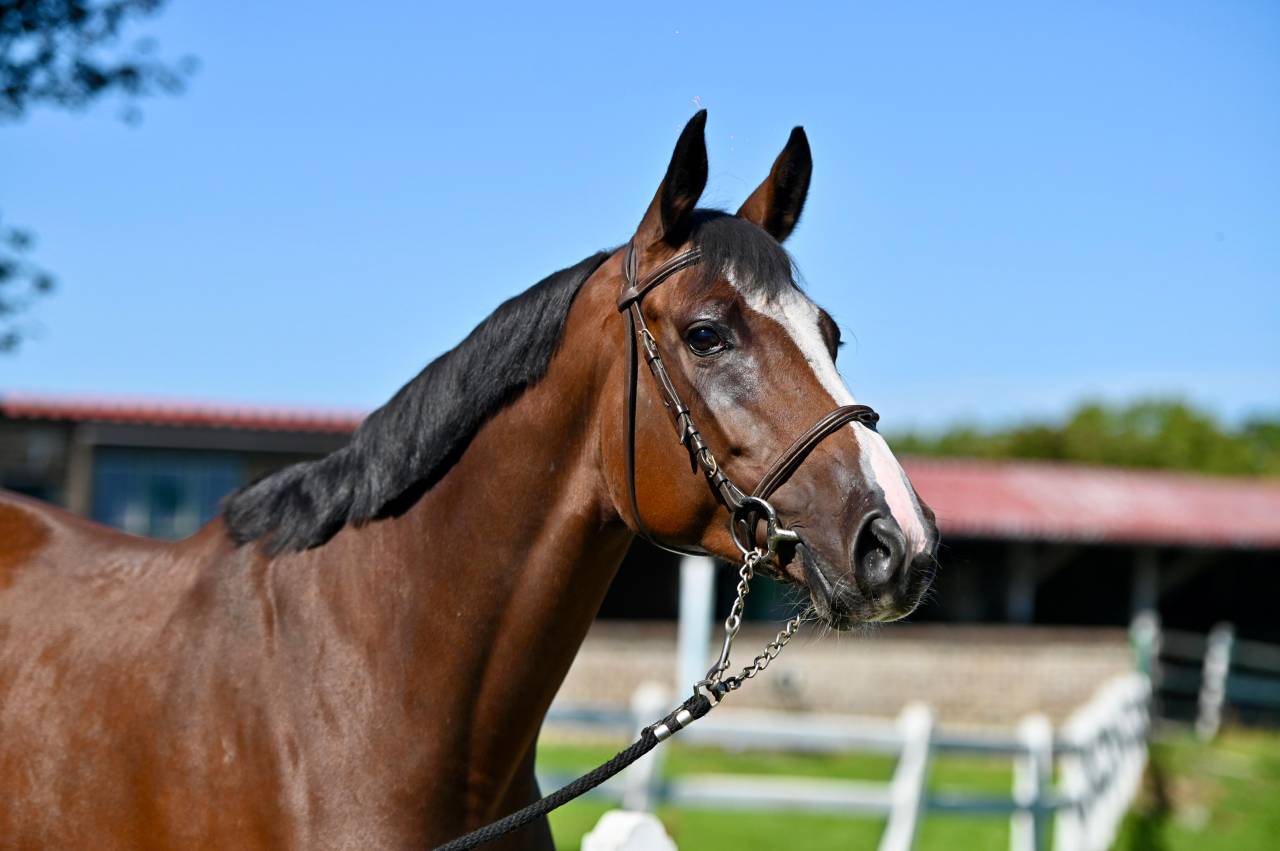 Merrie Zangersheide Te koop 2021 Donker bruin / bai ,  NIXON VAN 'T MEULENHOF