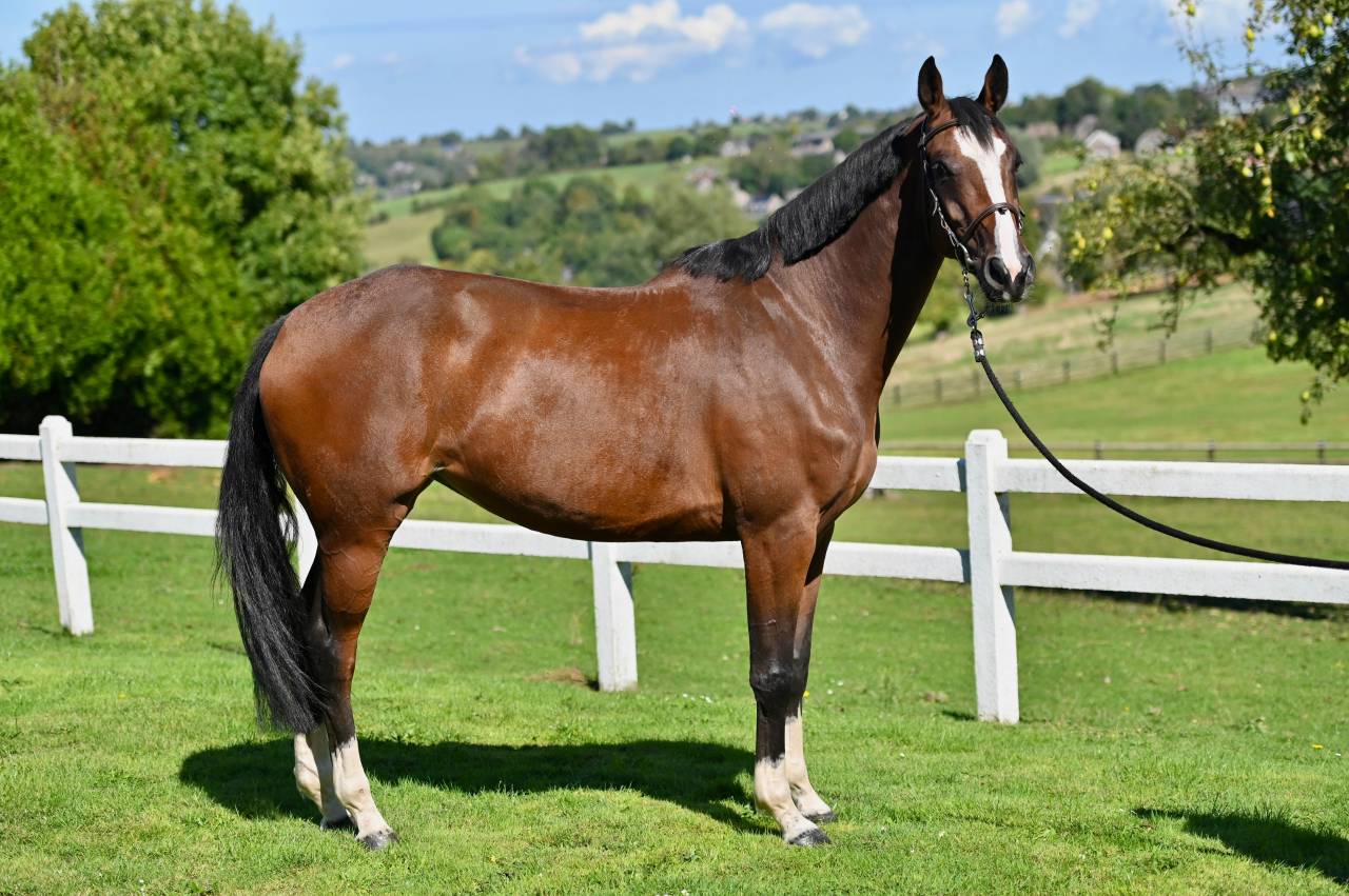 Merrie Zangersheide Te koop 2021 Donker bruin / bai ,  NIXON VAN 'T MEULENHOF