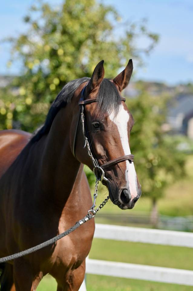 Merrie Zangersheide Te koop 2021 Donker bruin / bai ,  NIXON VAN 'T MEULENHOF