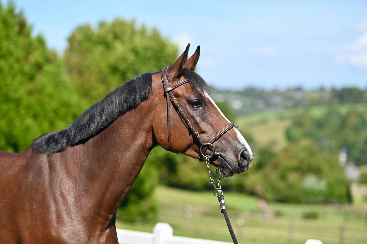 Merrie Zangersheide Te koop 2021 Donker bruin / bai ,  NIXON VAN 'T MEULENHOF