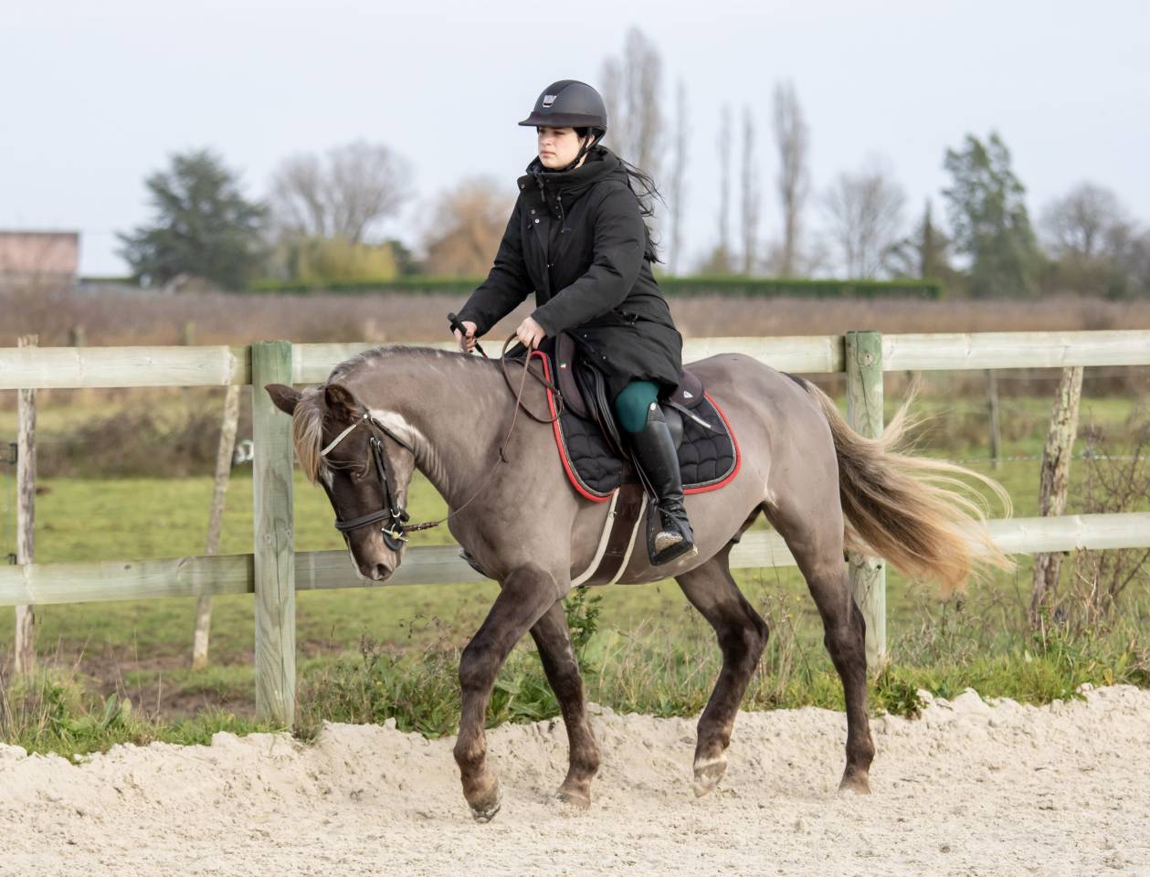 Kalimdor silver star - Franse rijpony PFS 2020 ,  Gatsby des saulaies