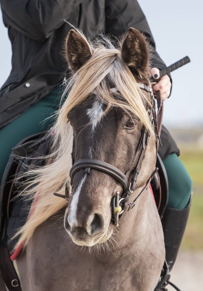 Kalimdor silver star - Franse rijpony PFS 2020 ,  Gatsby des saulaies