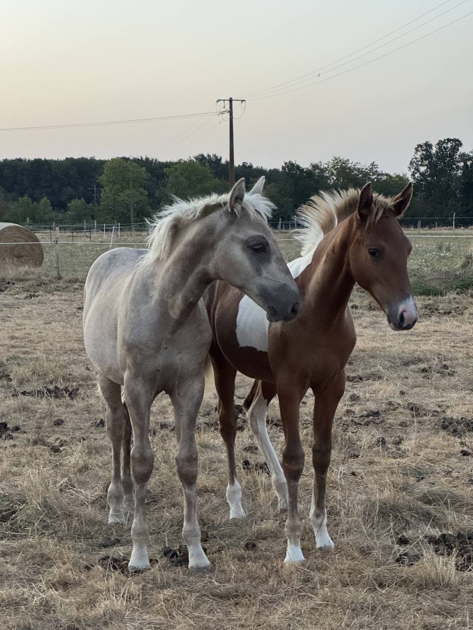 Kalimdor silver star - Franse rijpony PFS 2020 ,  Gatsby des saulaies