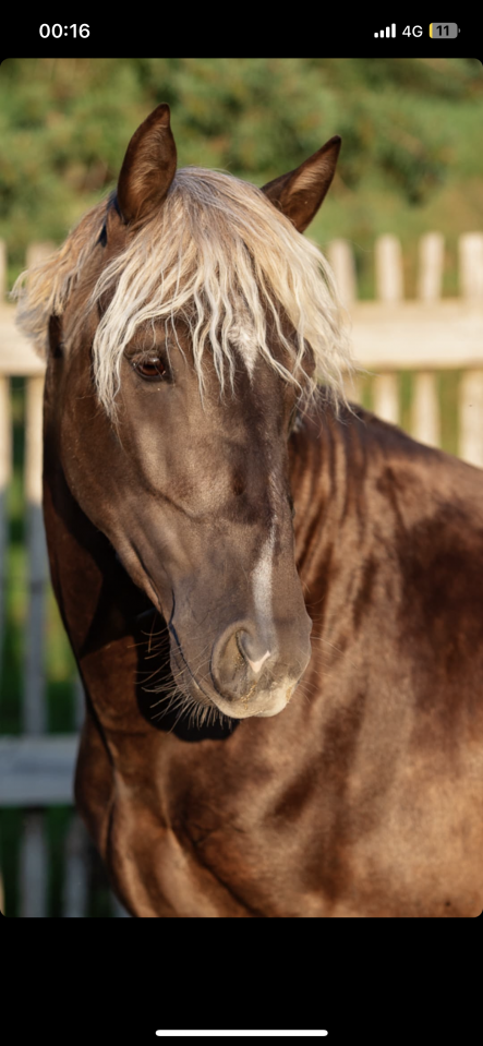 Kalimdor silver star - Franse rijpony PFS 2020 ,  Gatsby des saulaies