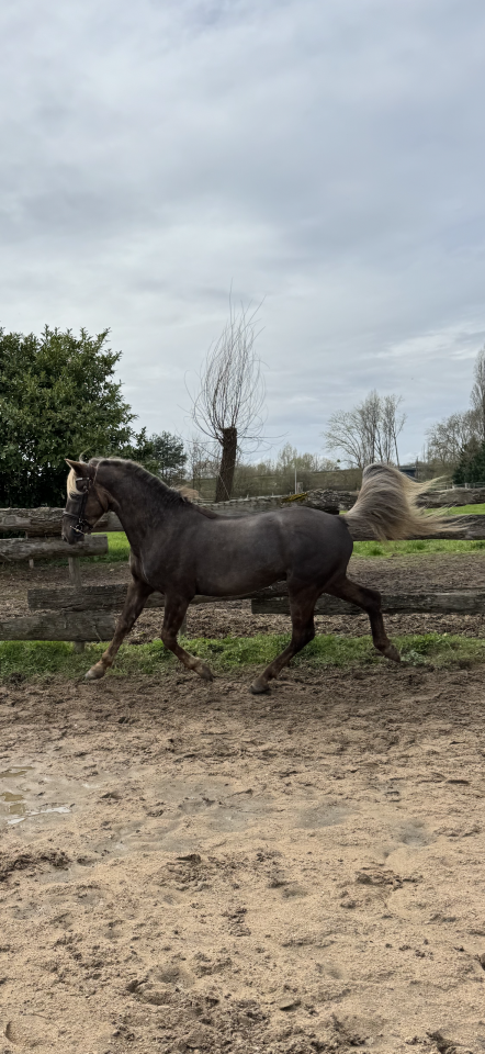 Kalimdor silver star - Franse rijpony PFS 2020 ,  Gatsby des saulaies