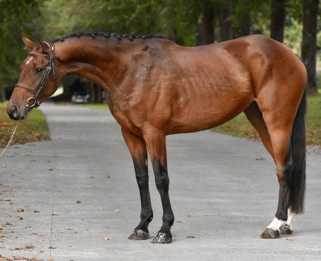 Merrie BWP Belgisch volbloed Te koop 2021 Donker bruin / bai